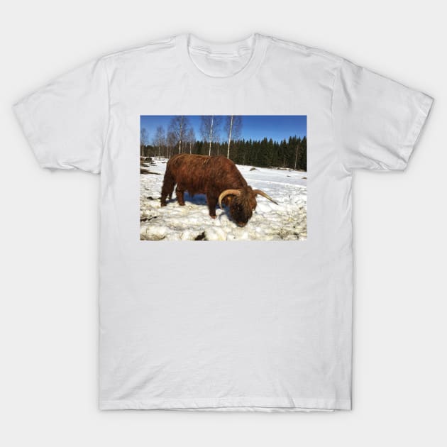 Scottish Highland Cattle Bull 1736 T-Shirt by SaarelaHighland